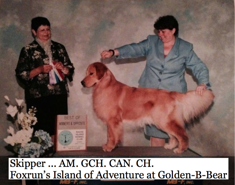 GOLDEN B BEAR Kennels Golden Retrievers Plymouth New Hampshire